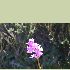 Endemiczny storczyk nazywany 'Lilly of the valley'