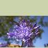 Agapanthus praecox