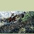 Pokonywanie stromych podejść na koniu w powrotnej drodze z kanionu Colca